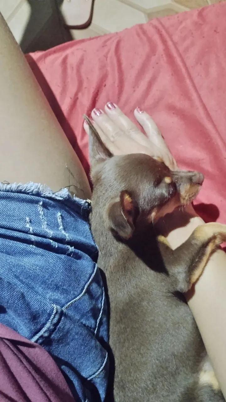 Cachorro de estimação raça Pincher