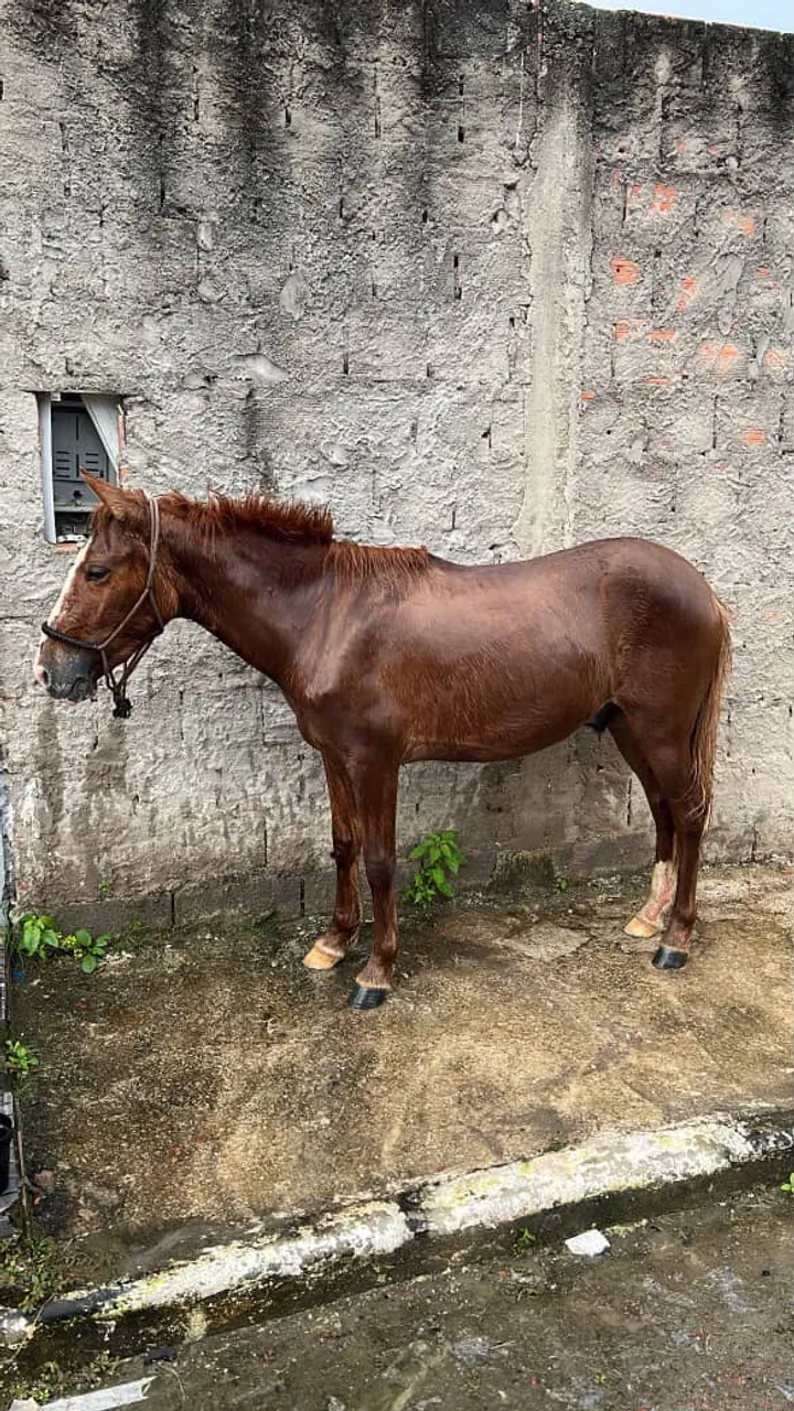 Piquira
