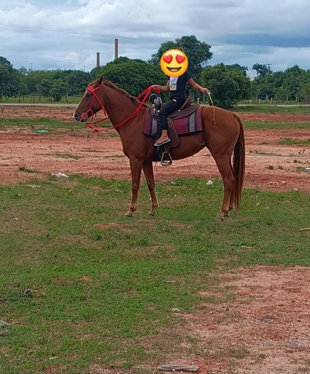 Égua para venda
