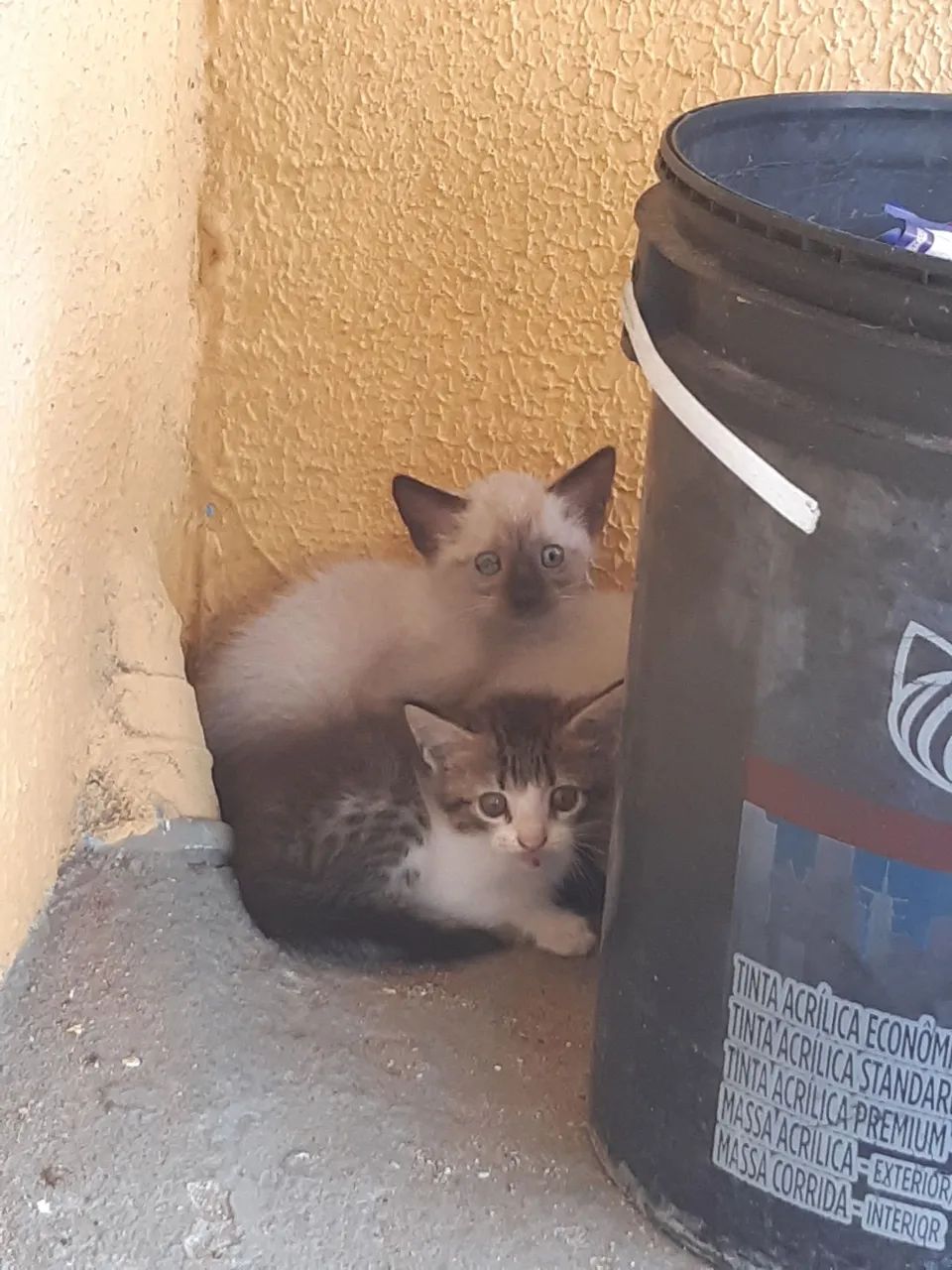 Gatinhos 