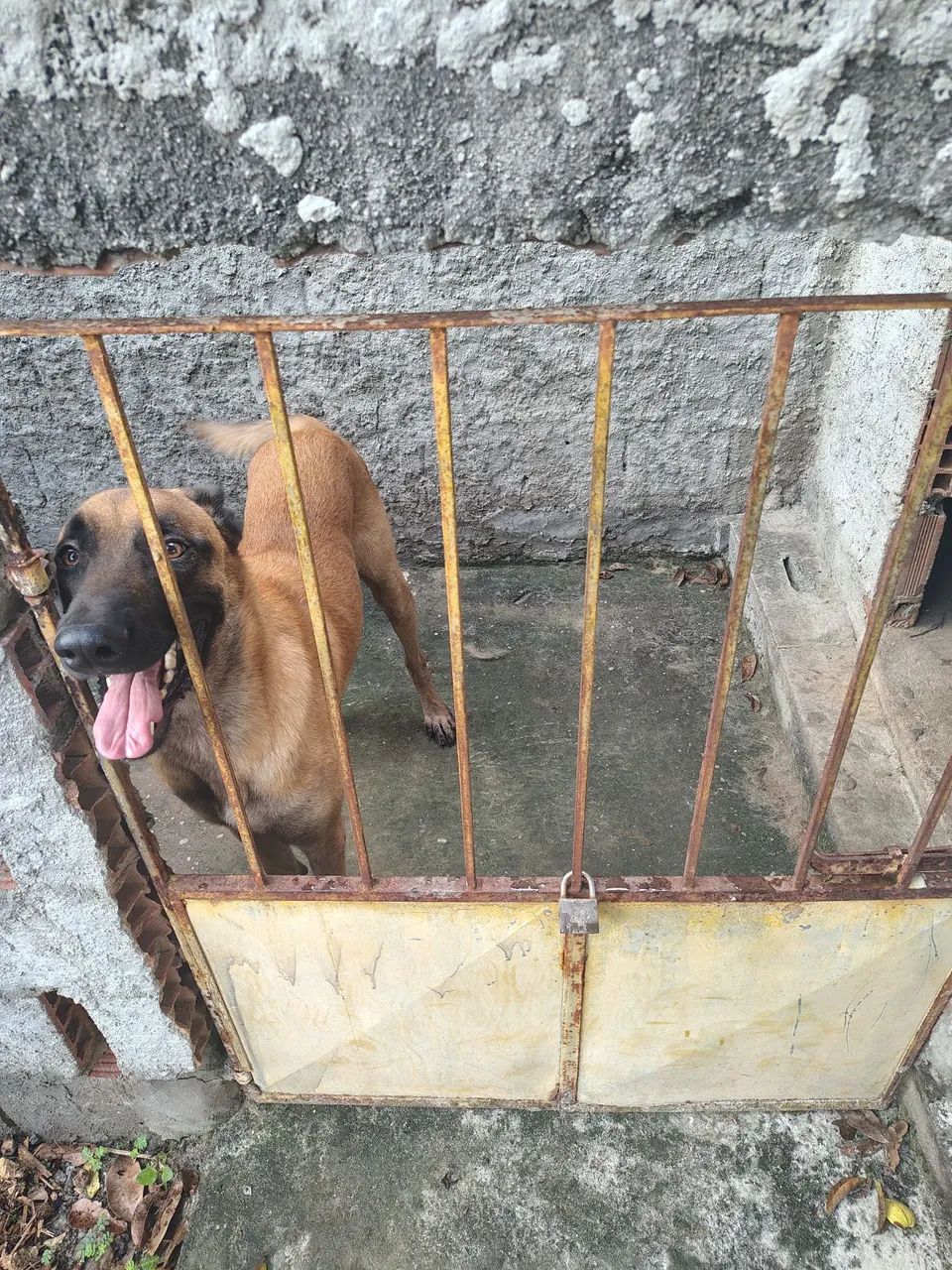 Macho ,,pra tirar reprodução  - Foto 4