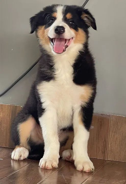 Filhote Border Collie - Lindíssimo!