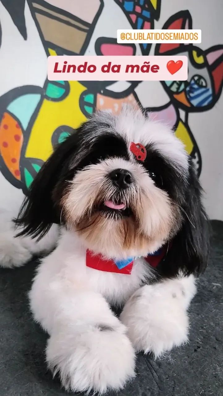 Shitzu macho brincalhão fofinho - Foto 2