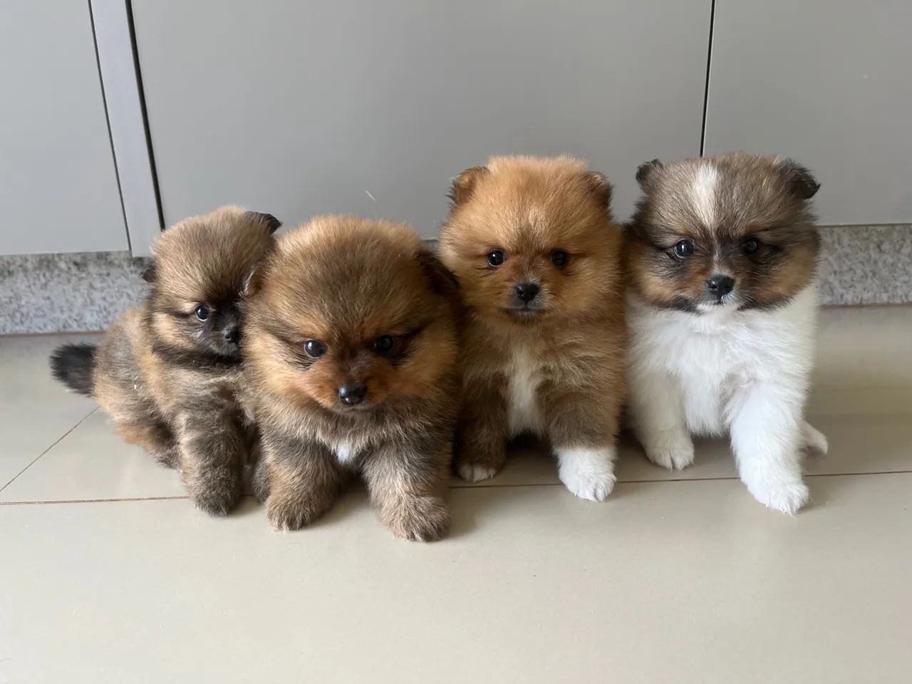 Filhotes de Lulu da Pomerânia