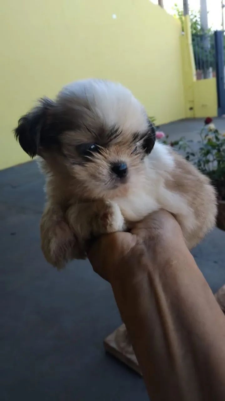 Filhotes machos de shih-tzu 