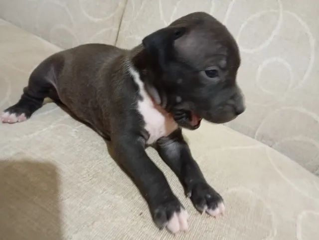 Pitbull (Fêmea) - Foto 2