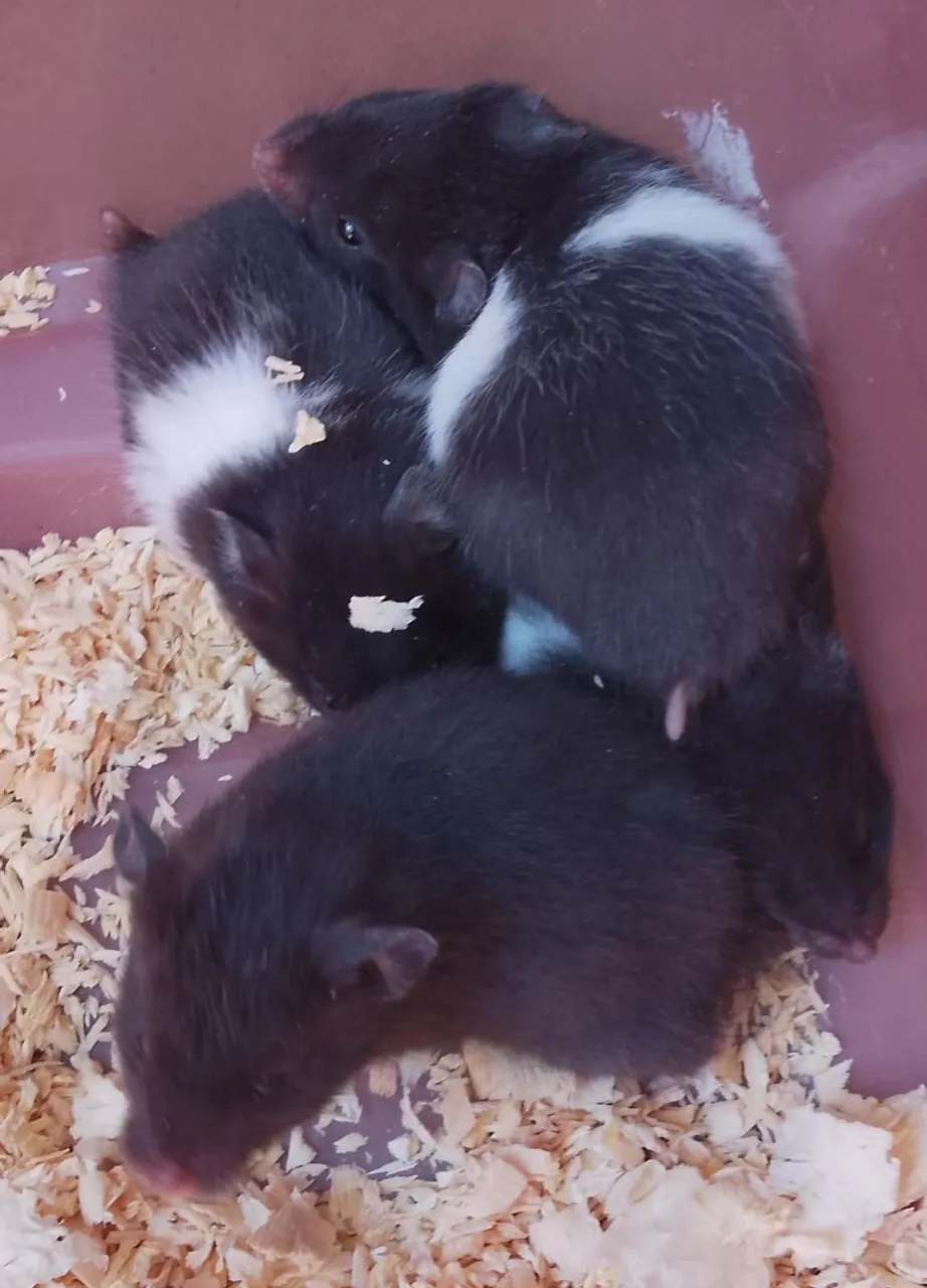 Filhotes de Hamster Sirio