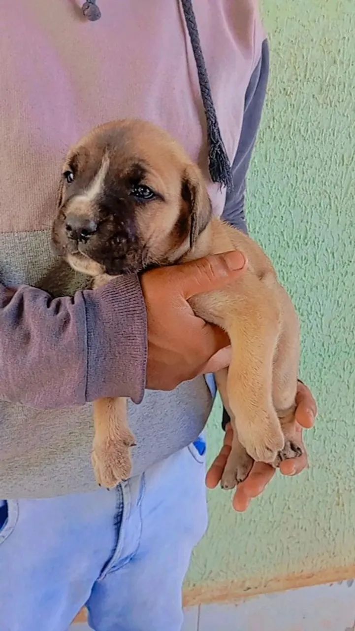 Filhotes disponíveis, cane corso italiano  - Foto 3