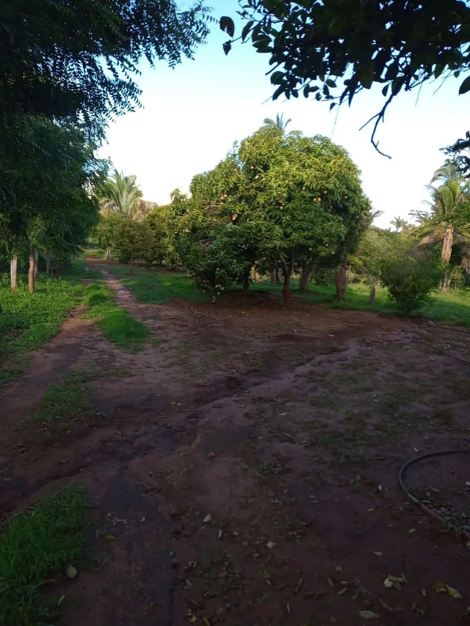 SÍTIO À VENDA  VÁRZEA DE DENTRO (PINTADINHO)  COCOS/BA - Foto 4