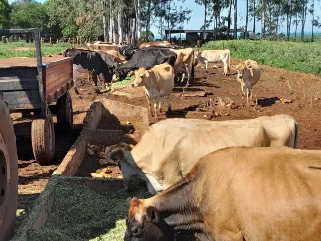 Gado Leiteiro da Raça Jersey - Foto 4