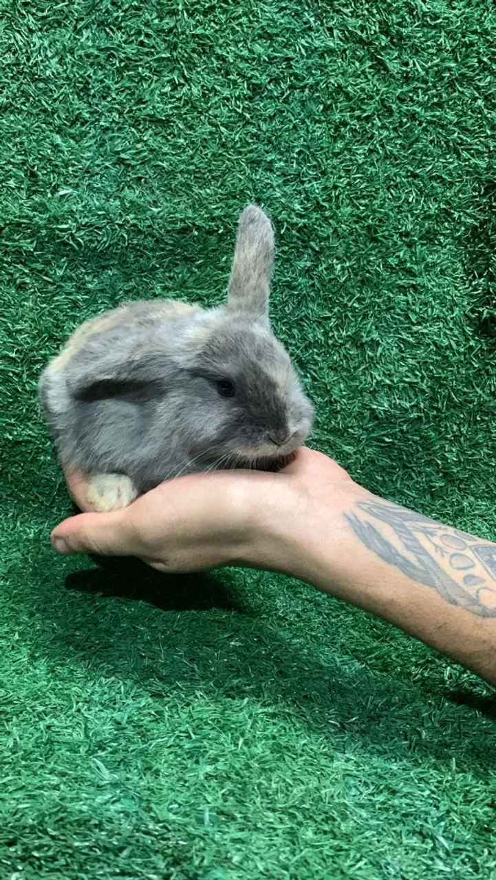 Filhotes de coelho mini lop