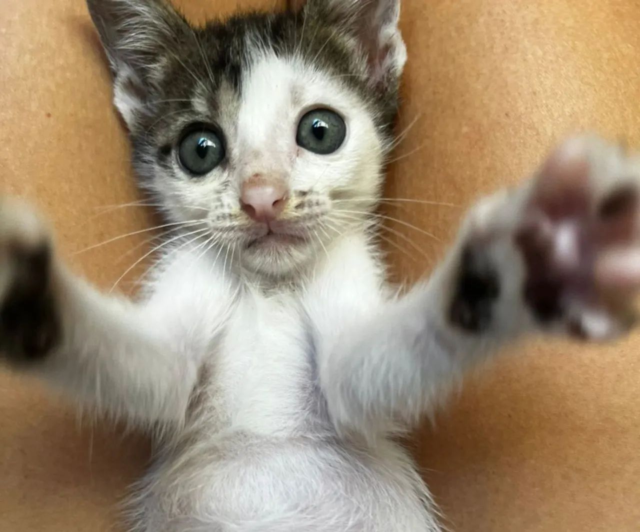 Gatinho de 2 meses para adoção responsável no Rio de Janeiro 