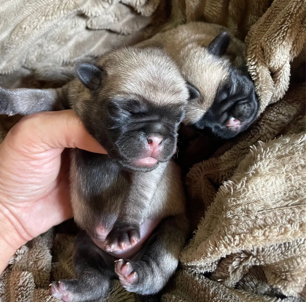 Filhotes de Pug Macho