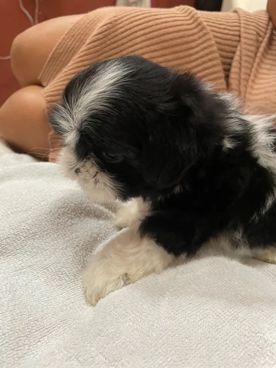 Filhote Shih Tzu para adoção - Foto 2