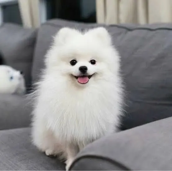 Spitz Alemão Macho