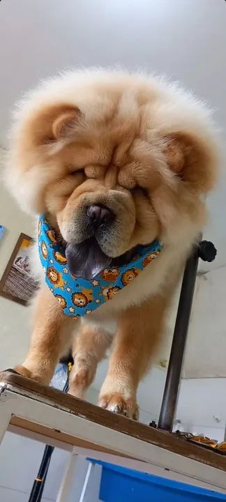 Chow chow americano pesado disponível  - Foto 4