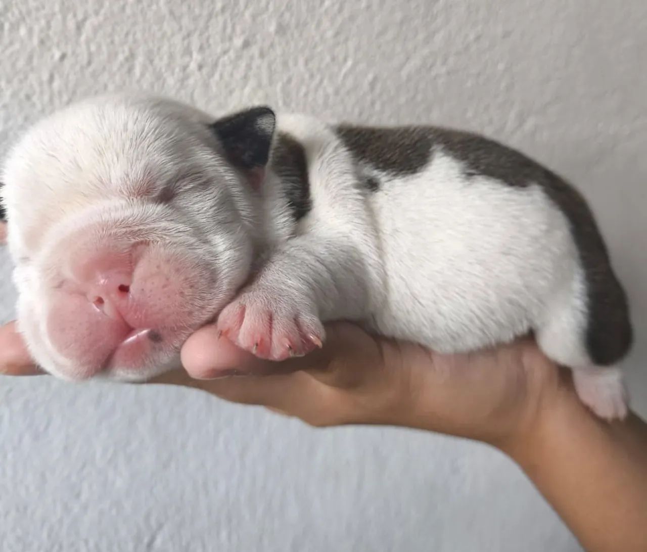 Filhote de Bulldog Inglês.