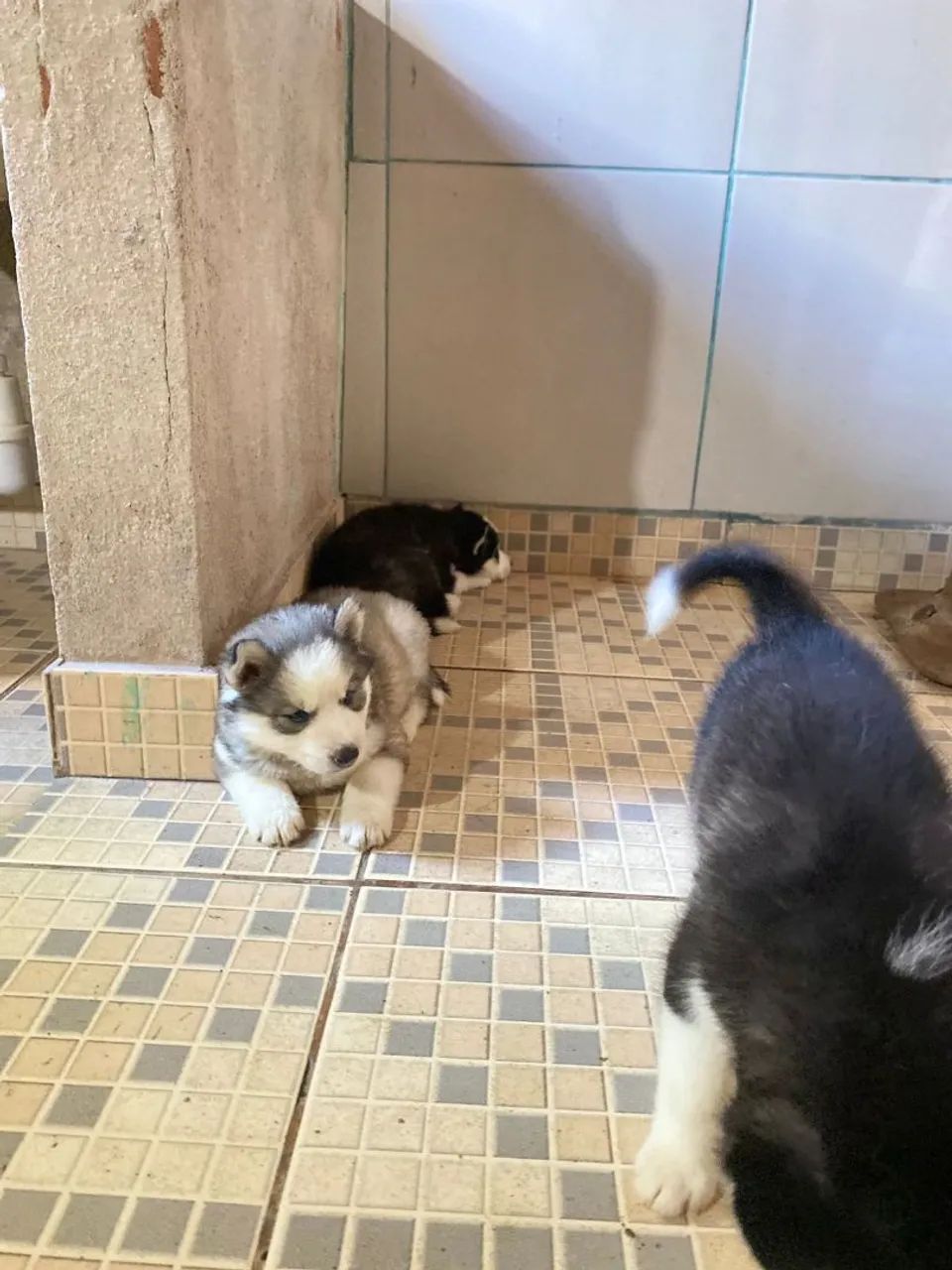 Husky siberiano  - Foto 5