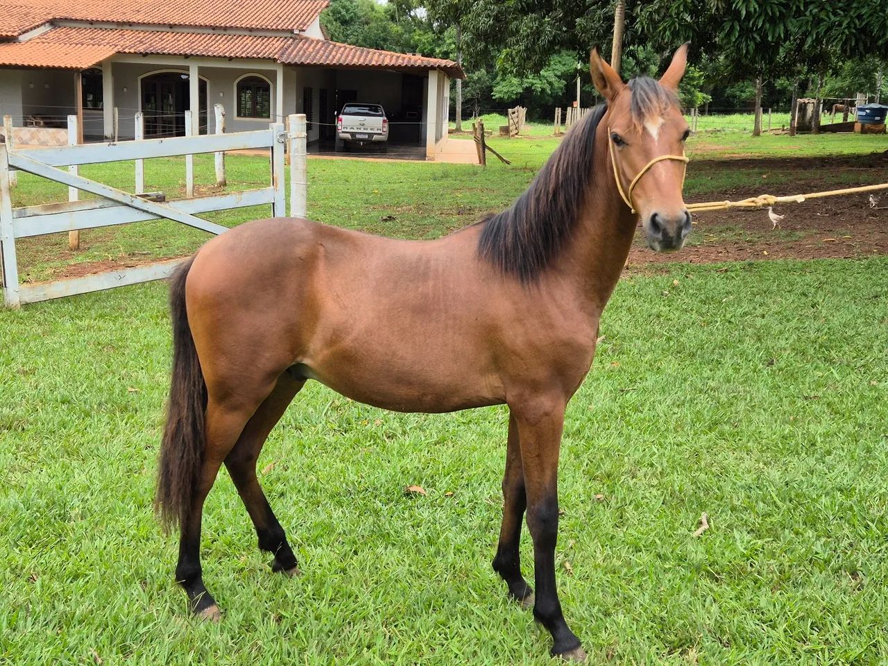 Potro Mangalarga Marchador - Foto 3