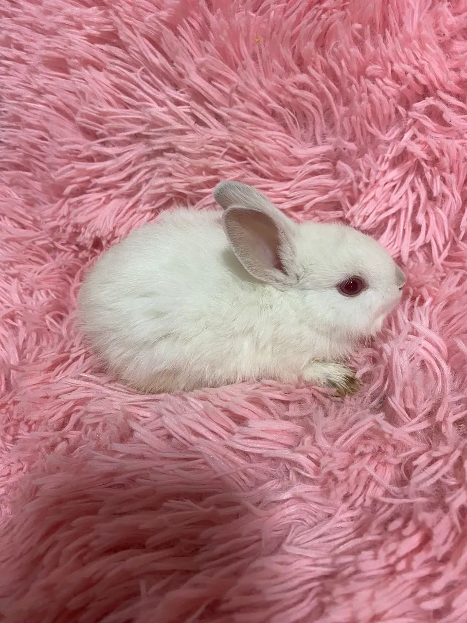 Filhotes de coelhinhos 