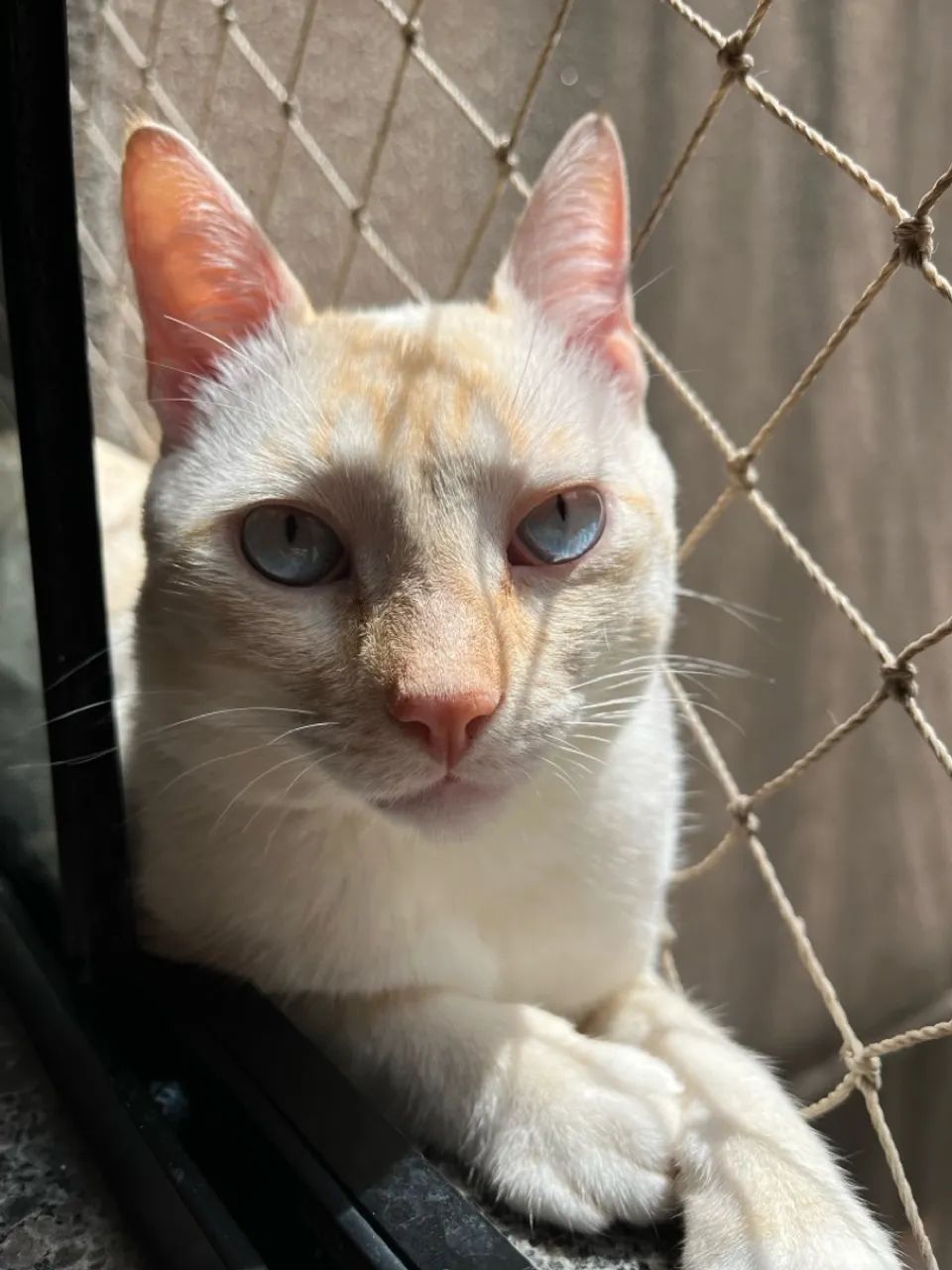 Gatinho branco de olhos azuis - Foto 3