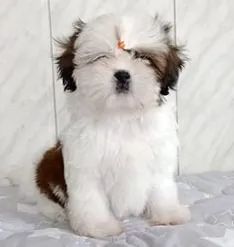 Shih-Tzu Fêmea Golden: O Brilho Que Seu Lar Merece!