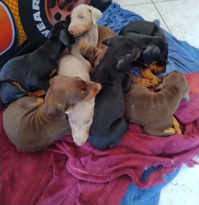 Filhotes de Dobermann com Pedigree CBKC ALKC PRETO MARROM E AZUL  - Foto 3