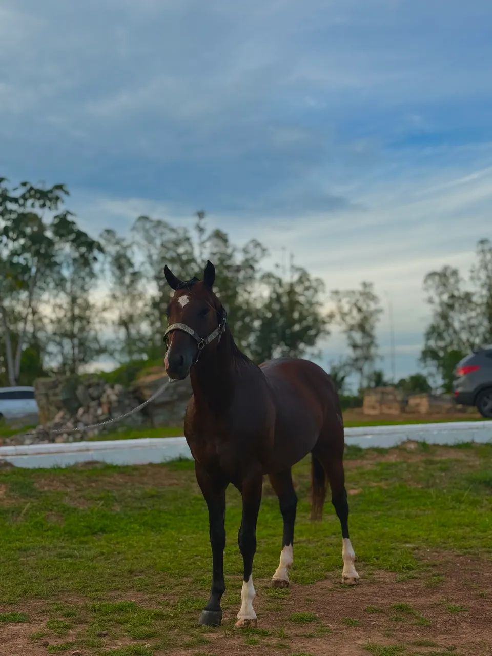 Cobertura de cavalo garanhão 