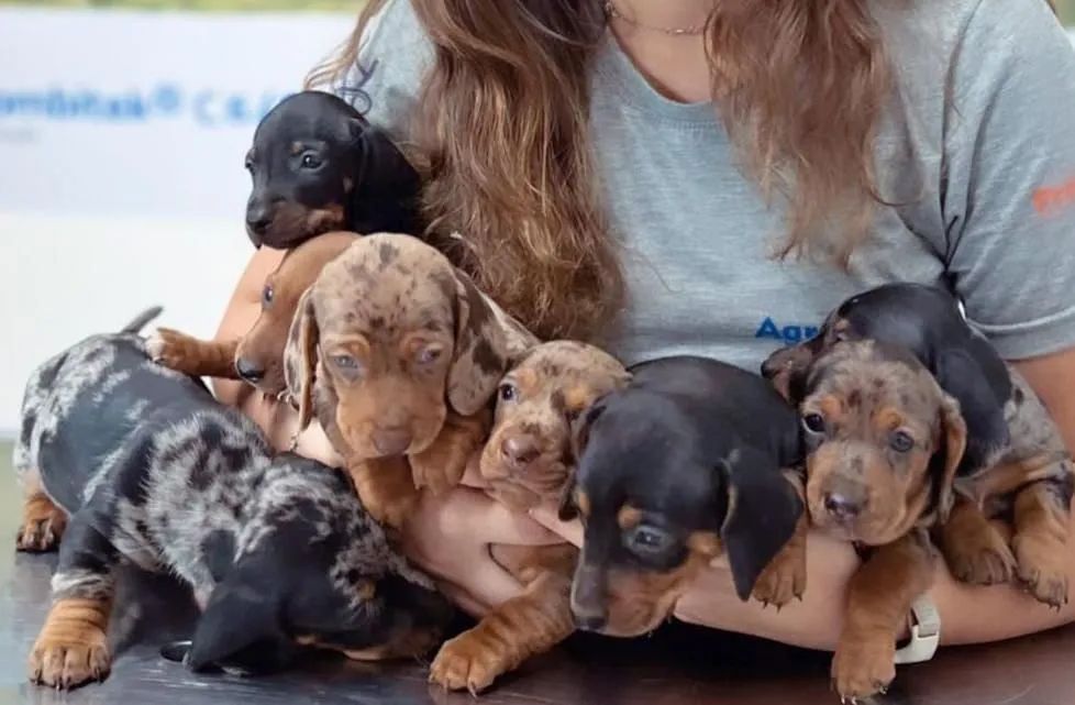 Filhotes de Dachshund / Salsicha / Basset / Cofap  - Foto 5