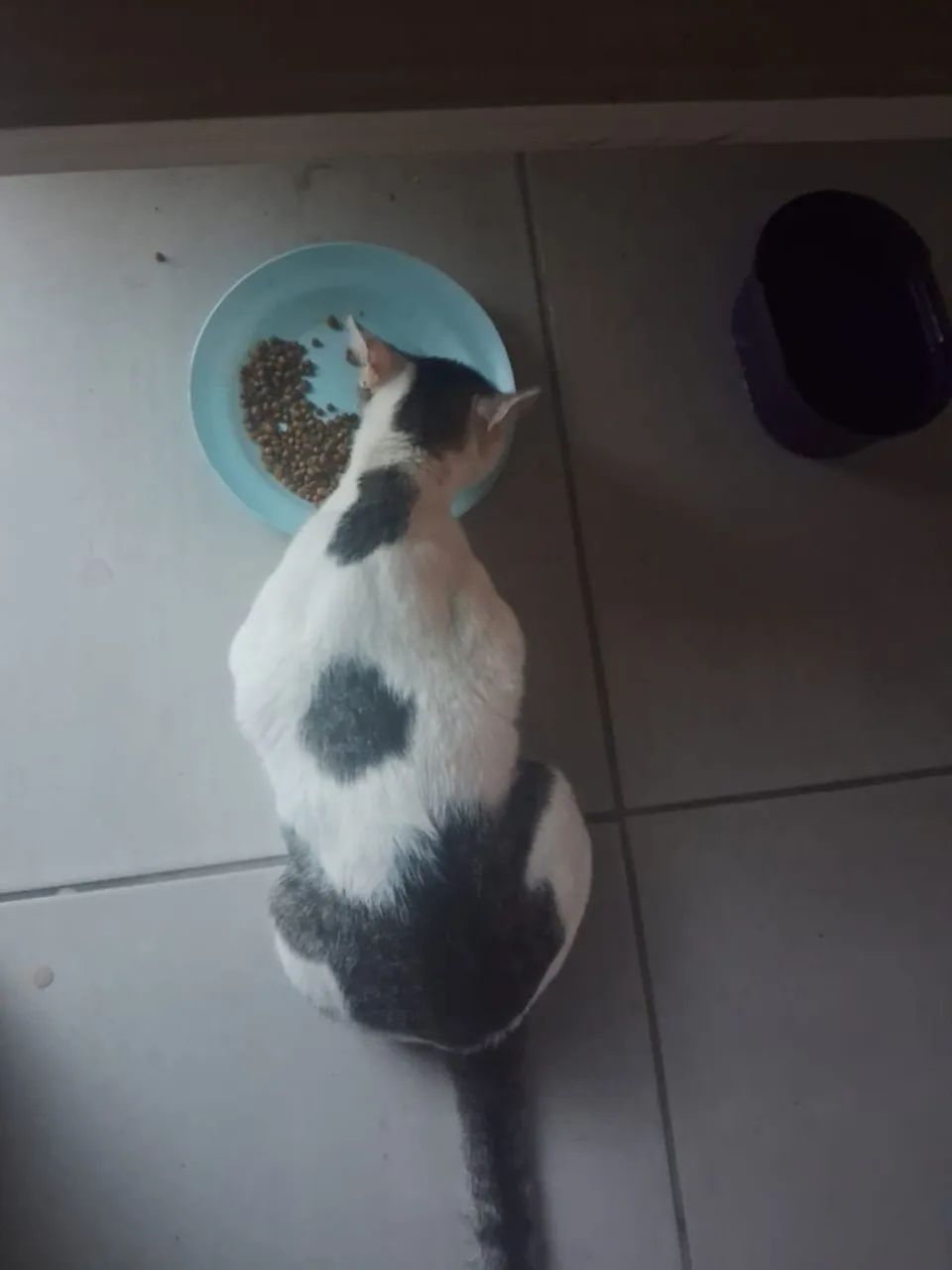 Gatos carinhosos para doação responsável varios - Foto 3