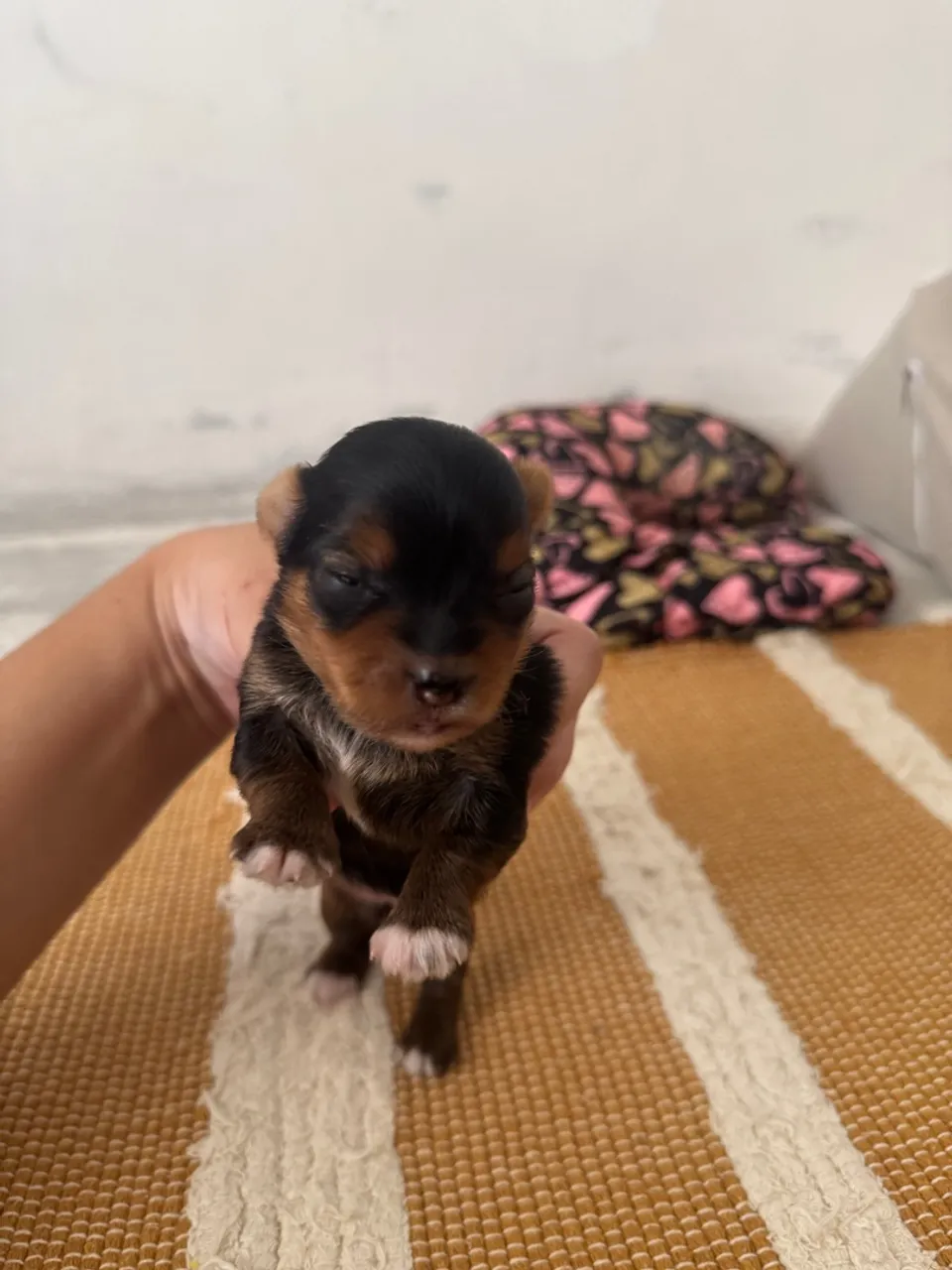 Vendo Filhotes de Yorkshire Terrier ? 