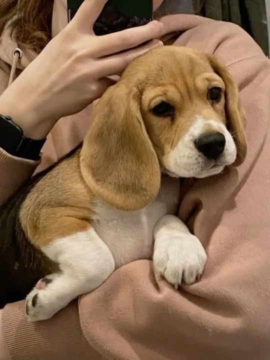 Beagle Filhotes Fofos na Cor Tricolor 