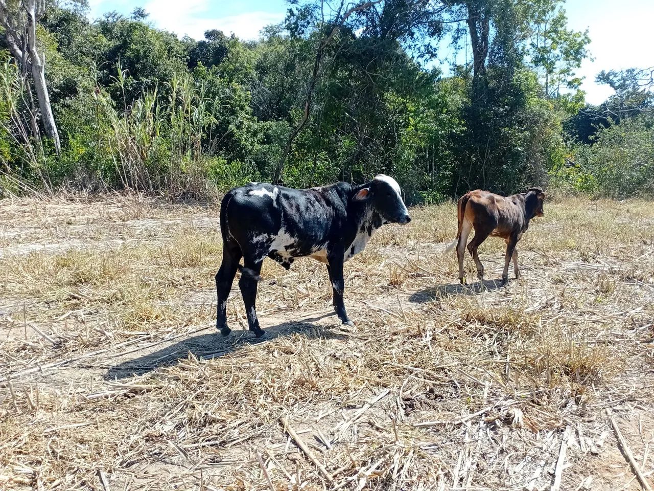 Garrotinhos  - Foto 2