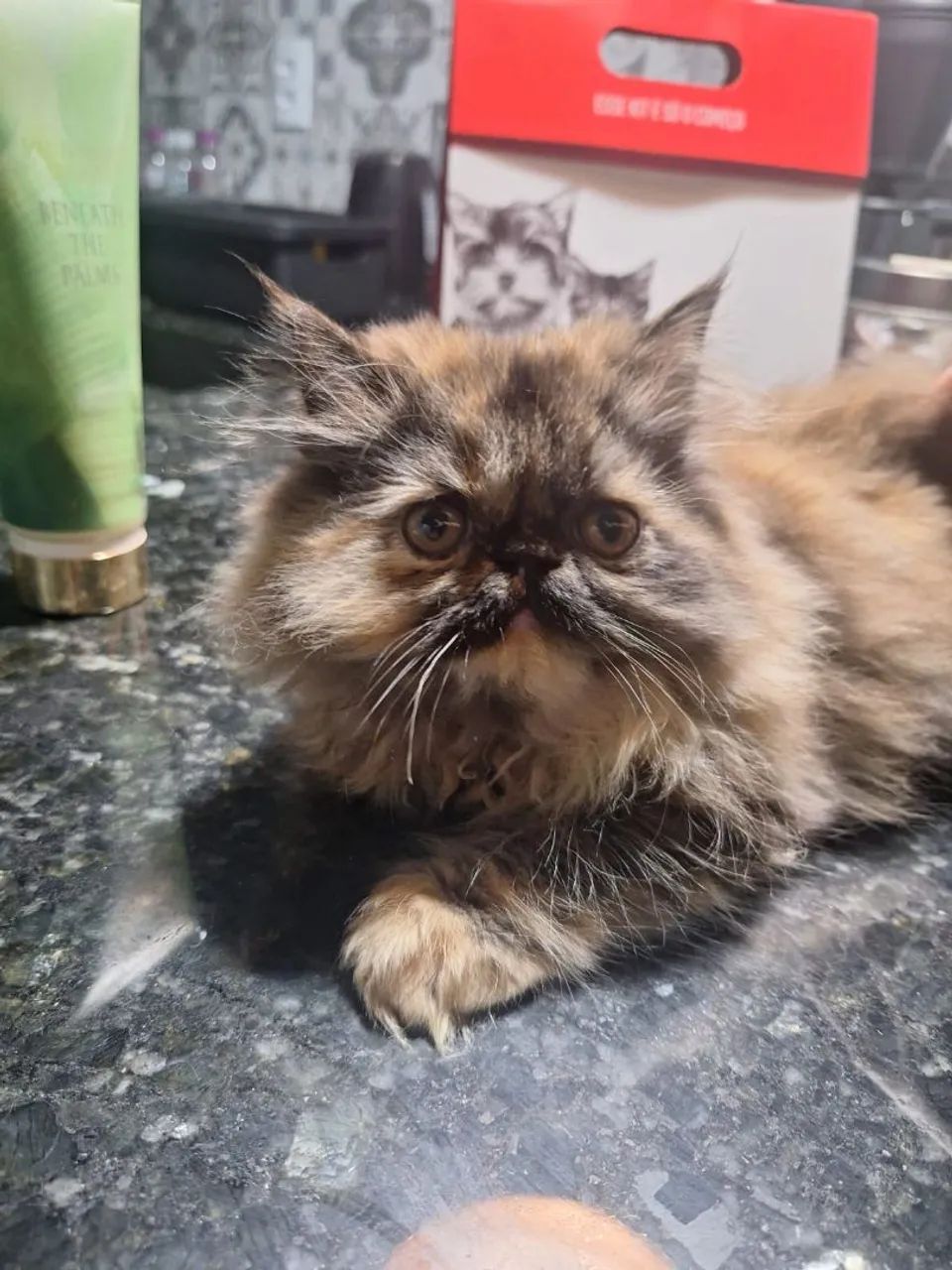 Persas Maravilhosos Disponíveis 