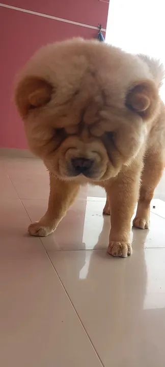 Chow chow americano pesado disponível  - Foto 3