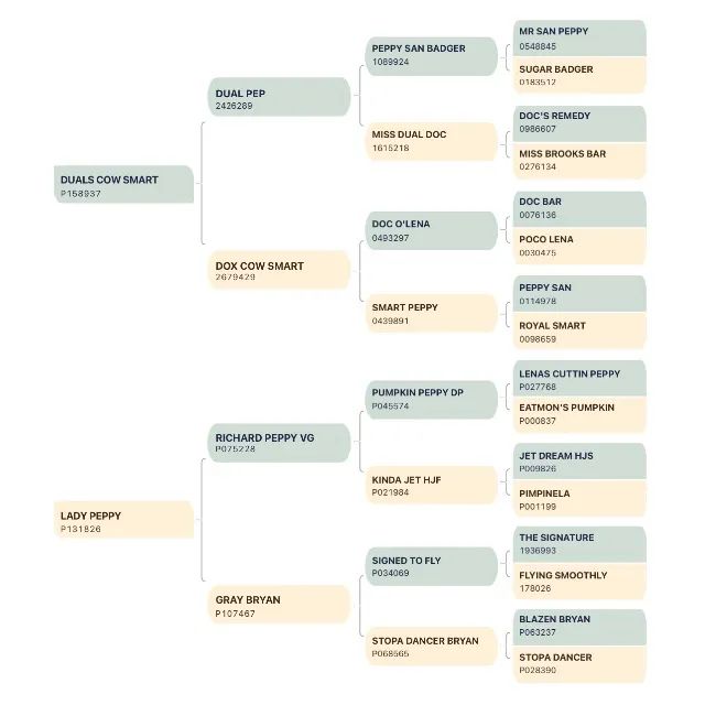 Égua Quarto de milha pura com documento  - Foto 3