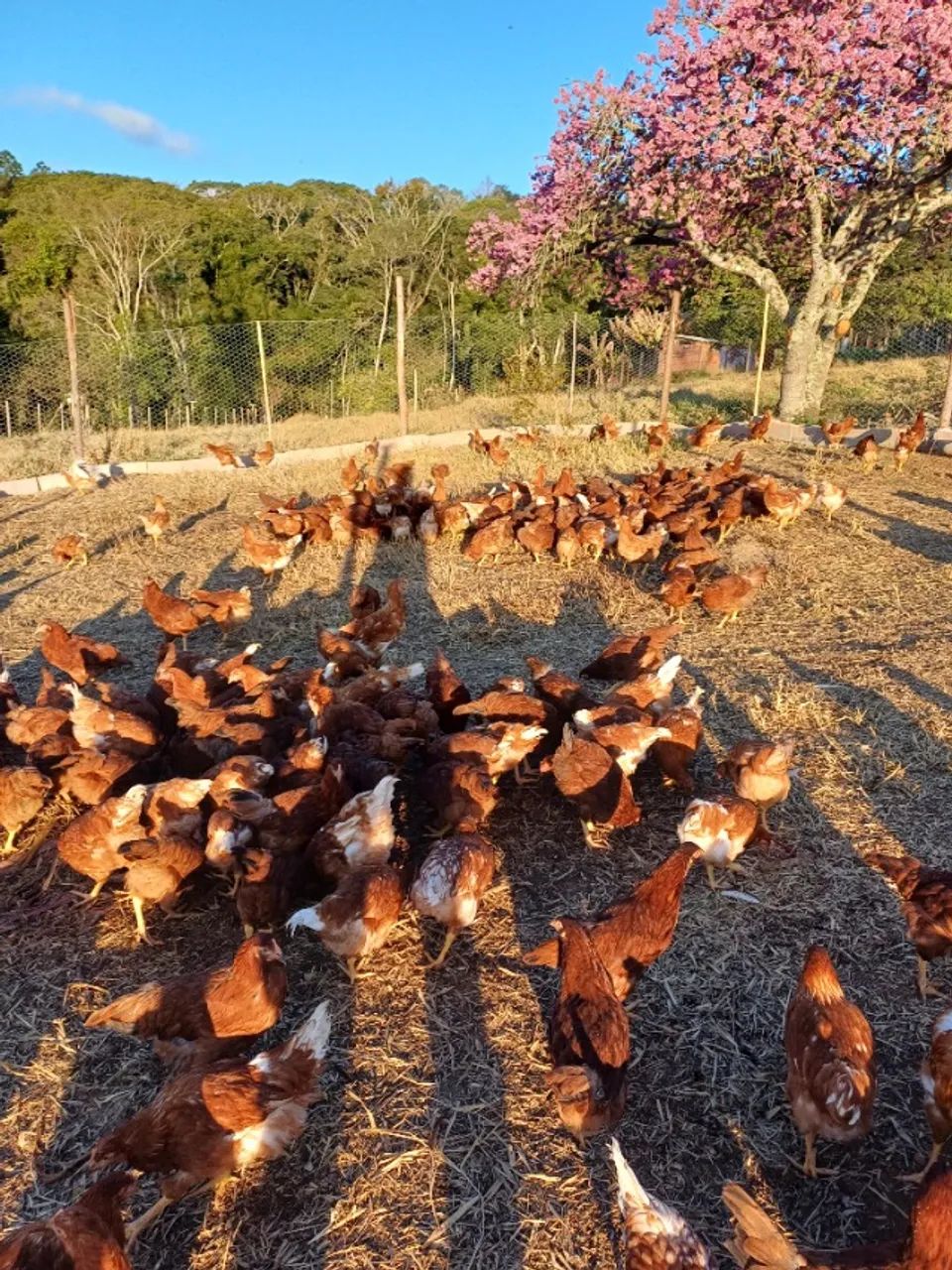 Frangas, isa Brown, e embrapa 051com 85 dias - Foto 2