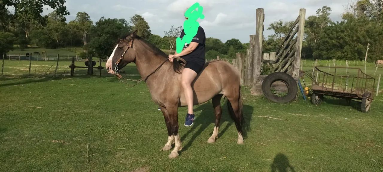 Égua Lobuna Mansa - Foto 2