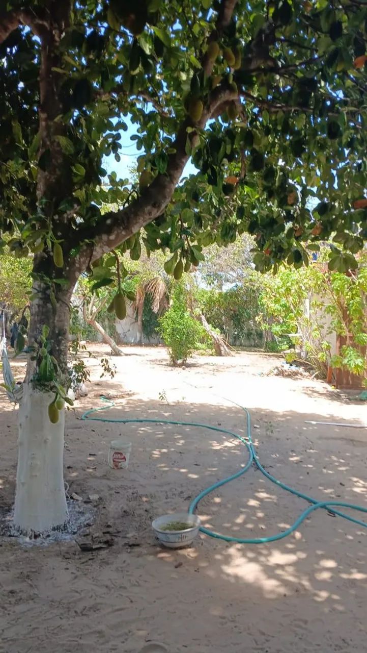 Foto - Nísia Floresta - 