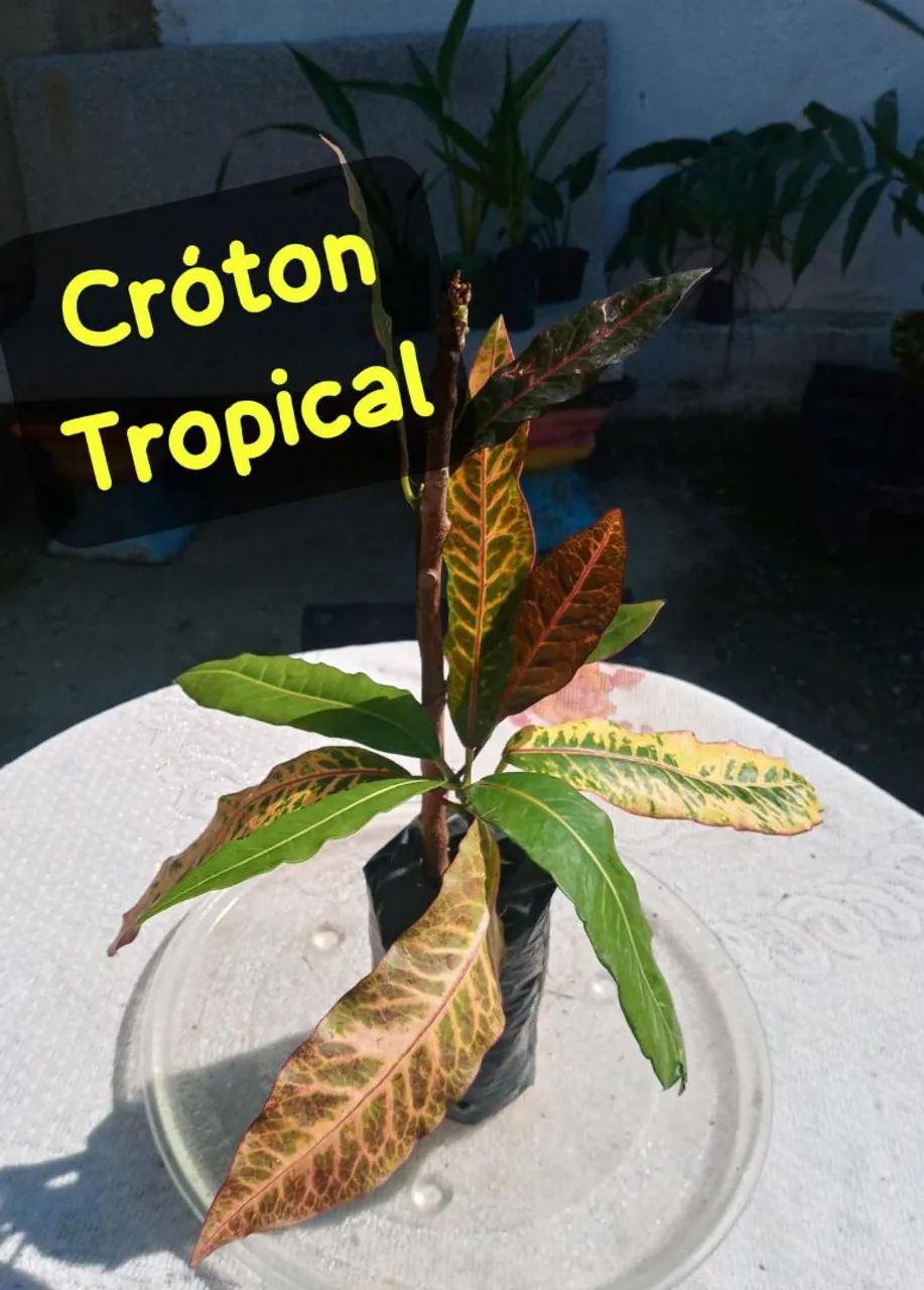 2 Muda Cróton Tropical -  Planta colorida para seu Jardim! - Foto 2