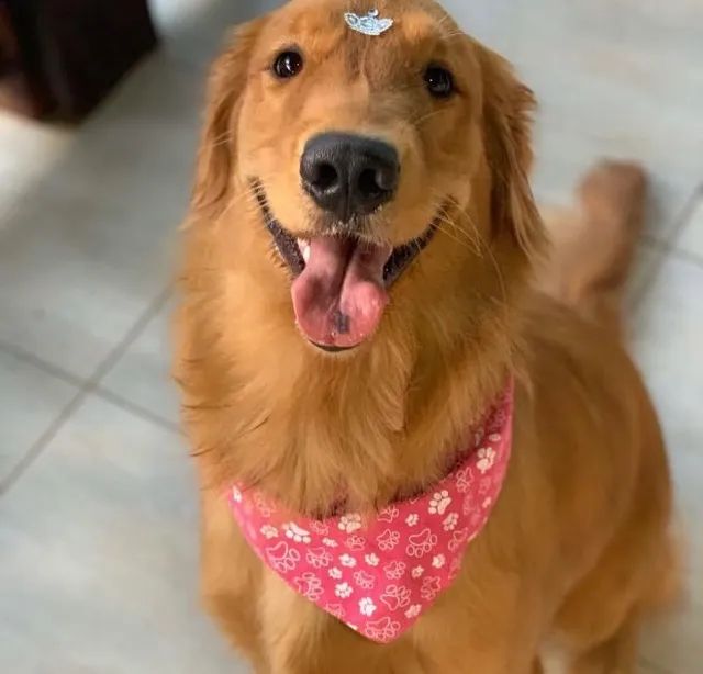 Golden Retriever MACHO  - Foto 2