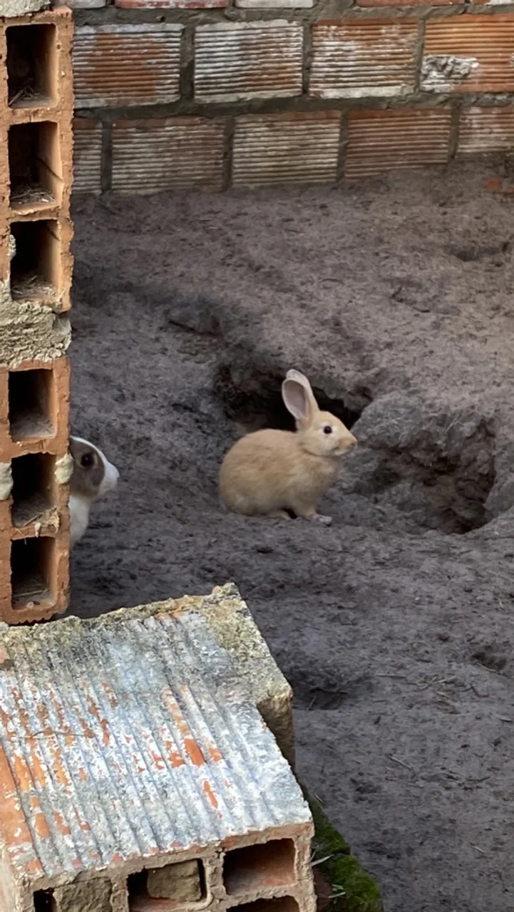 Coelhos à venda