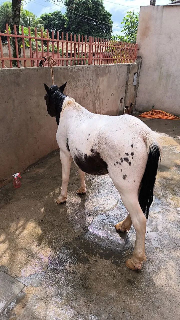 Pônei inteiro pra venda - Foto 2