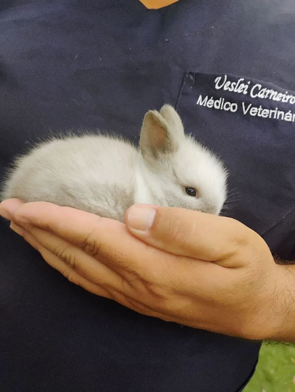 Coelho a venda  - Foto 2