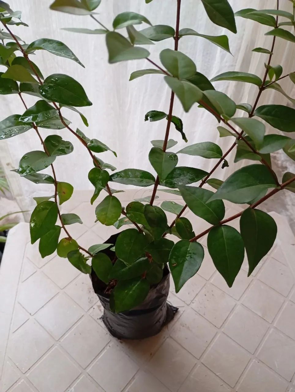 Mudas de Pitanga - Foto 2