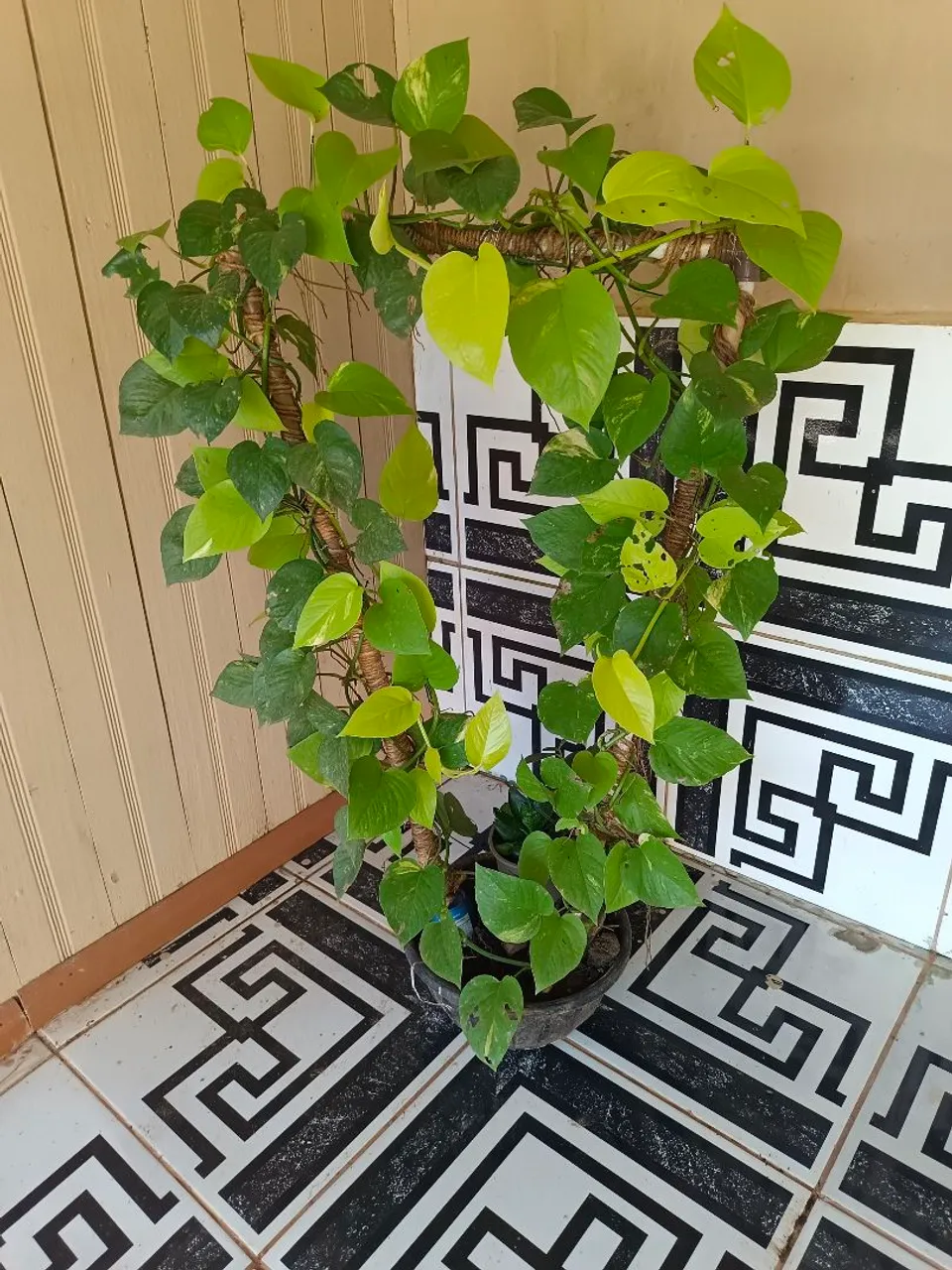 Decore com vida e elegância!
