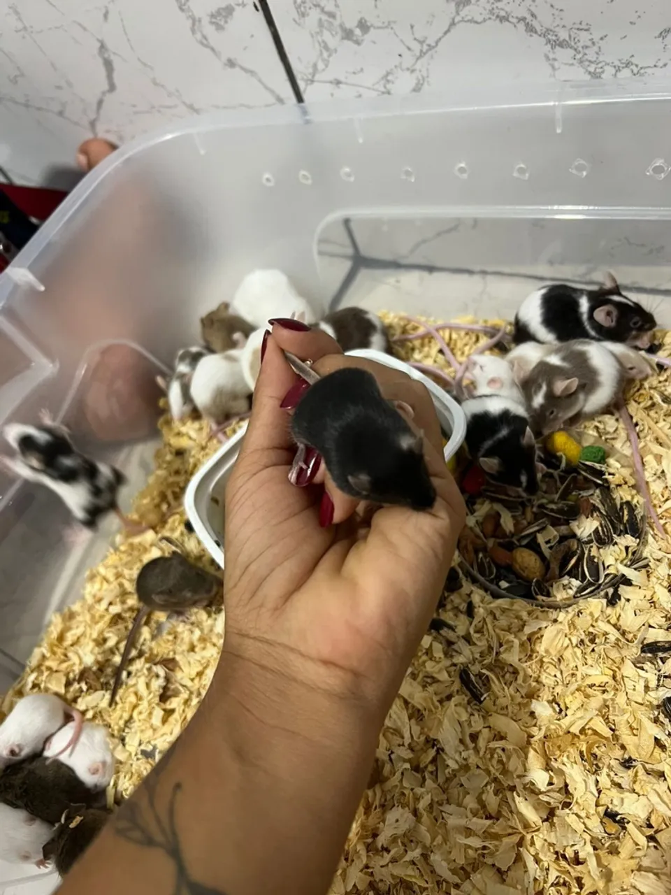  filhotes de camundongos disponíveis!