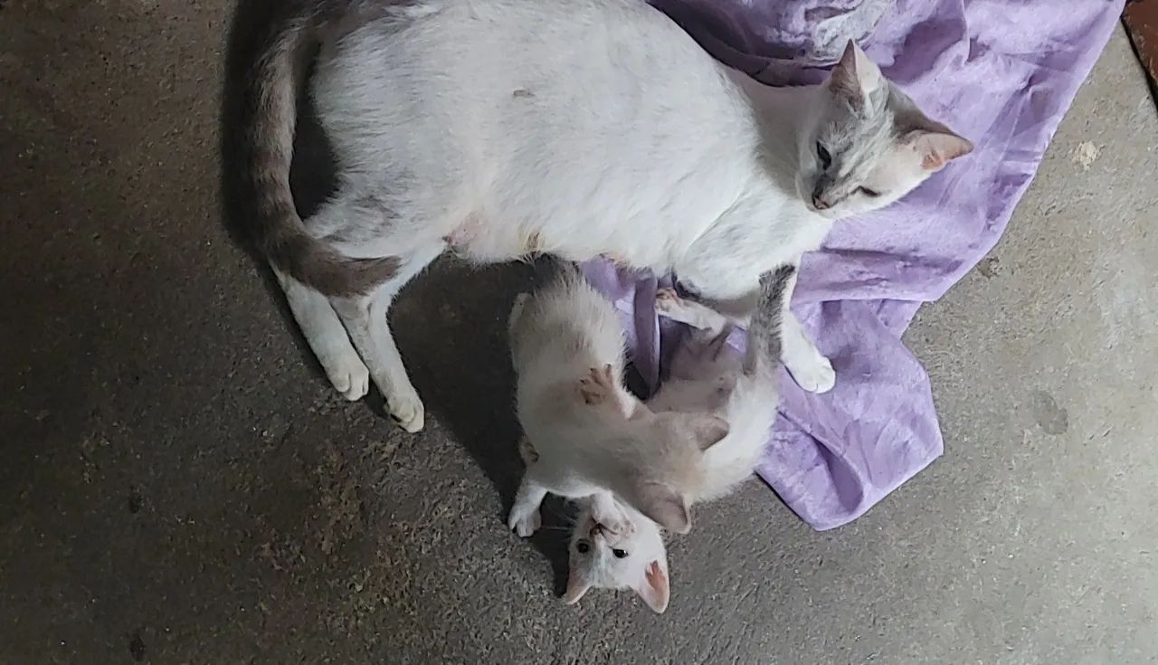 Doa se gatinhos - Foto 2