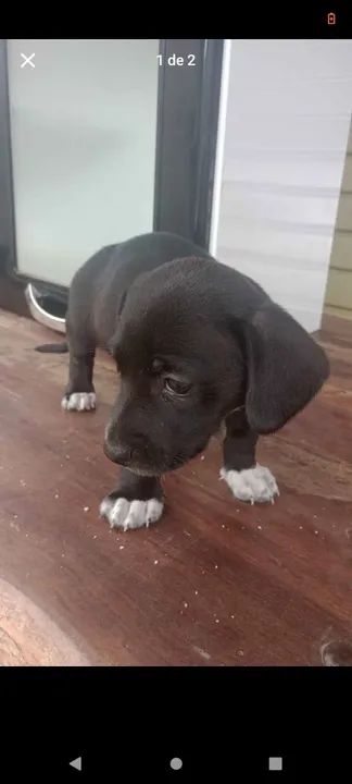 Filhote de 2 meses porte pequeno. Adoção consciente.