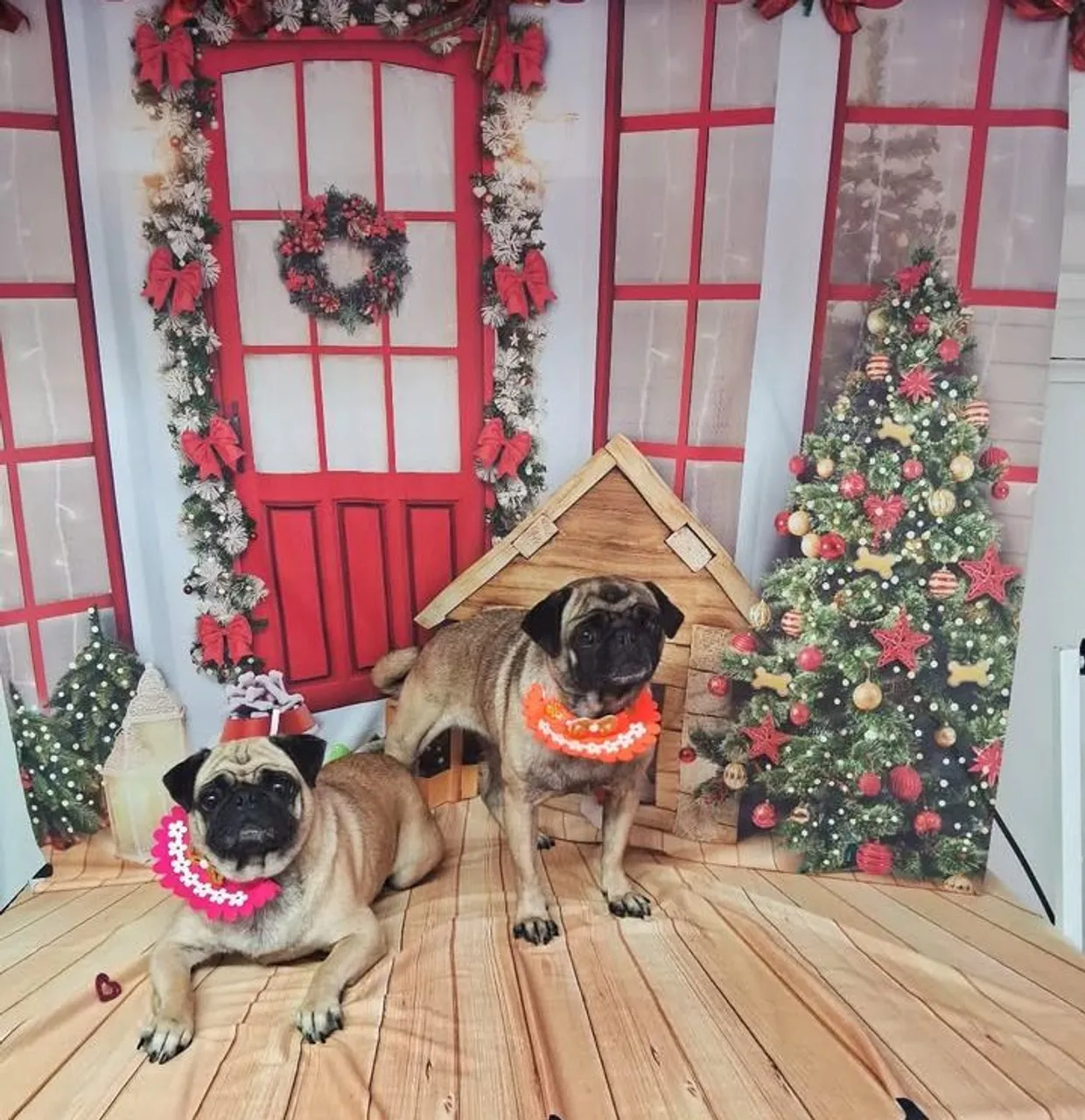Vendo ou troco por outra raça Duas fêmeas pugs